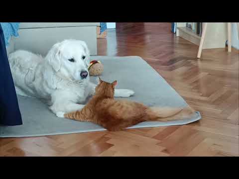 Golden retriever Lavina and annoying cat Sophronius