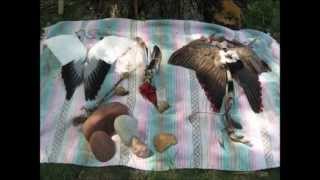 In honor of the Spirit of the Winged Ones and Mother Earth