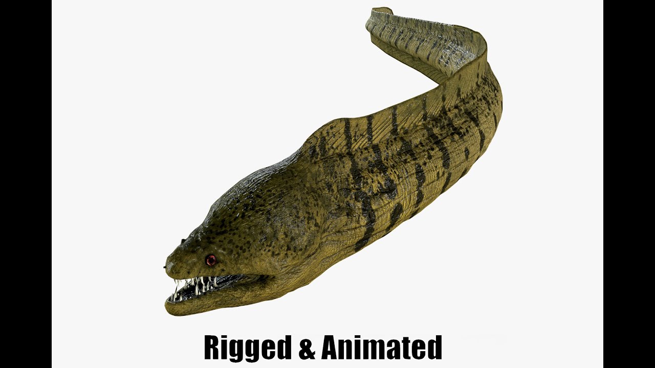 Aniamted Moray eel 3D Model