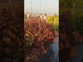 Poovukkul BGM | P. Unnikrishnan & Sujatha#shorts#ytshorts