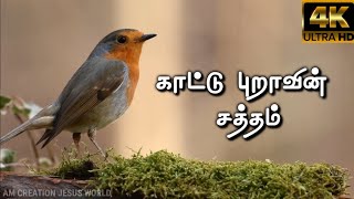 kattu puravin satham song / latest new Tamil Chris