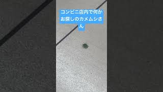 (カメムシだって買い物したい)....テメェら、普段踏んだりとかはしてないよな？？#カメムシ#お買い物