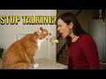 Try Not To Laugh Cats Arguing With Humans