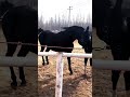 Horse Mating 2023 Is Amazing
