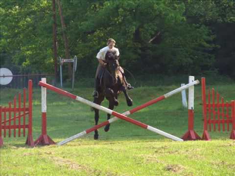 Horses in Galgamácsa
