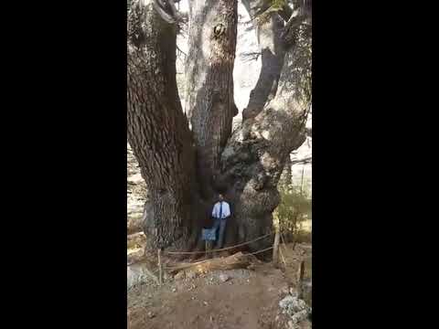 What does the oldest cedar of Lebanon look like?