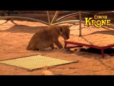 Circus Krone TV- 5 Lions Babies first time in the Ring