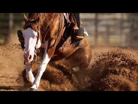 COLONELS SHINING GUN (Colonels Smoking Gun (Gunner) x Shining Little Peach)