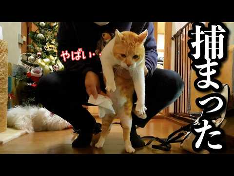 猫ど素人の父に猫の散歩を任せた結果…