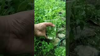 Download lagu tanam kemangi nggak perlu semai #garden #gardening #vegetables #berkebun #farming #diy #pertanian mp3 Download lagu tanam kemangi nggak perlu semai #garden #gardening #vegetables #berkebun #farming #diy #pertanian mp3