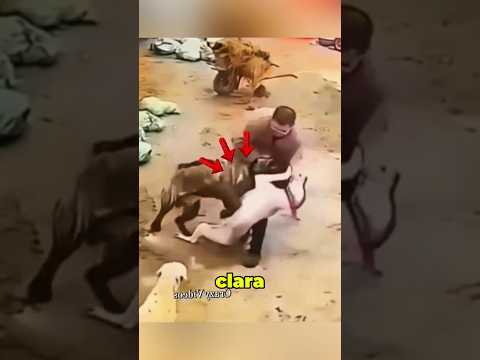 este hombre tuvo que soltar al líder para poder detener a los perros #perros #dog #animals