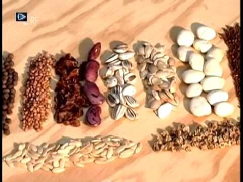 Wunder der Schöpfung Herrliche Video Doku Genialer Plan + Planer ERF#3