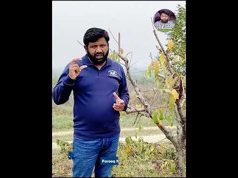 , title : 'The Best Peach Pruning Techniques to Avoid Common Tree Pruning Mistakes | Mr. Nasir Farooq Agrarian'
