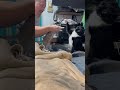 Most Vicious Cat Fight EVER Tuxedocat Tabbycat Nomad