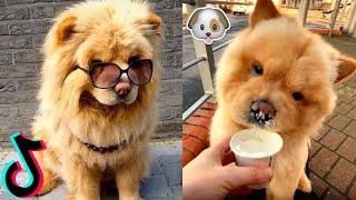 CHOW CHOW FUNNY VIDEOS 😂 CHOW CHOW CUTE PUPPIES 💕 DOG OF TIKTOK 👑 TIKTOK TRENDS COMPILATIONS 🤯