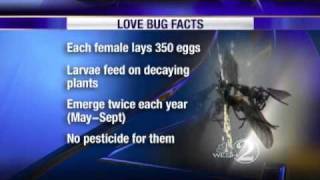 Love Bugs: Where Did They Come From?