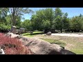 Zebras At The Detroit Zoo July 2022