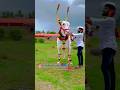 Surya Bail Pola Video Pola Viral Trending Oxen Bail Kisan Youtubeshorts Shorts