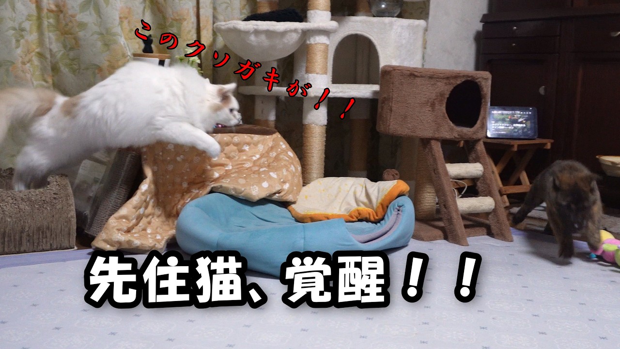 あまりにもクソガキ過ぎる子犬にオットリ男子だった先住猫が覚醒してしまいまいた