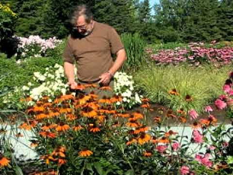 VF Echinacea Tiki Torch