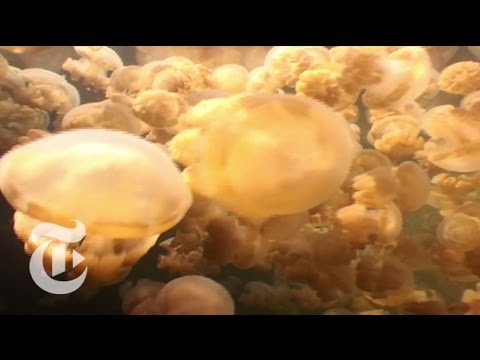 Jellyfish Buffet | ScienceTake | The New York Times - YouTube