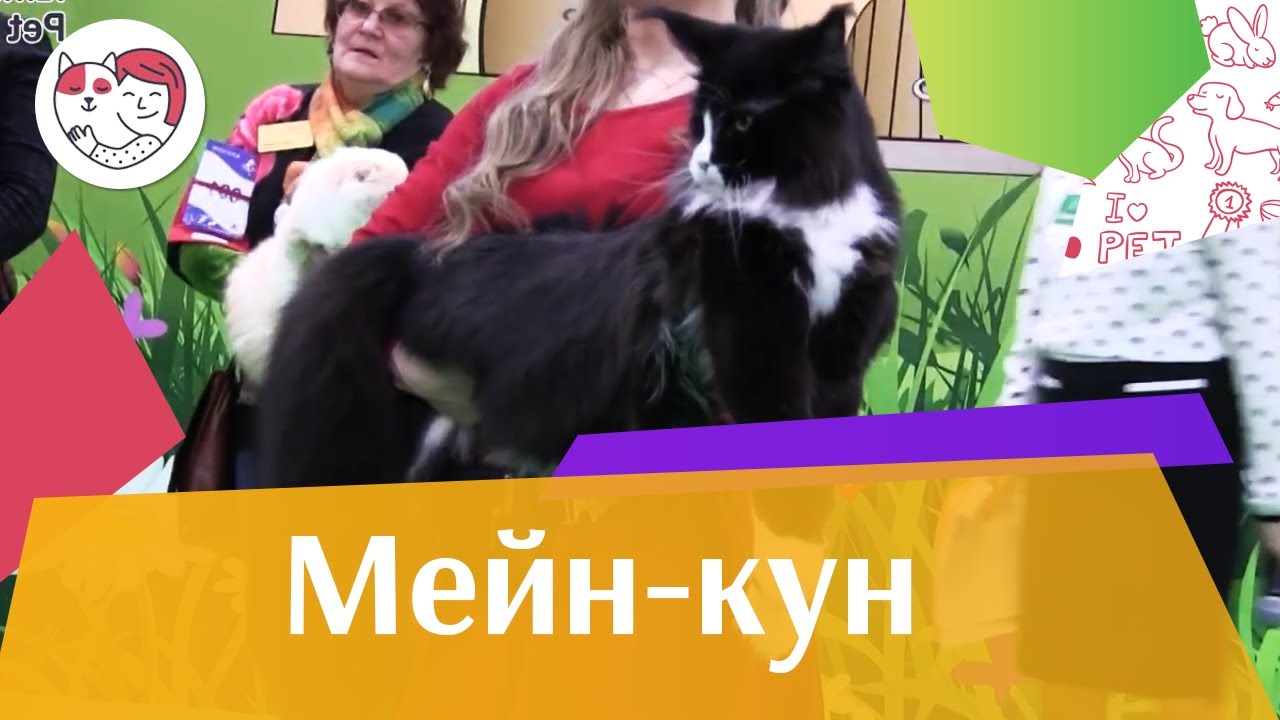 5 особенностей ухода за золотистым ретривером