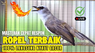Download lagu TRUCUKAN GACOR ROPEL PANJANG | Pancingan & Masteran Ampuh Bikin Burung Trucuk Gacor NAYUT Emosi mp3