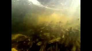 preview picture of video 'Walleye Underwater GoPro footage.'