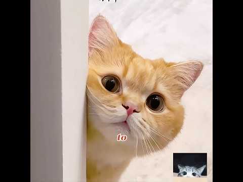 Never misjudge a cat that loves you silently 🐱 ❤️