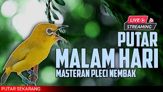 Download lagu 🔴 LIVE masteran PLECI MALAM HARI perangsang pleci nembak materi #masteranpleci mp3