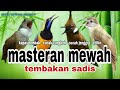 Suara Burung Masteran Kombinasi Kapas Tembak Cucak Cungkok Cucak Jenggot Cililin