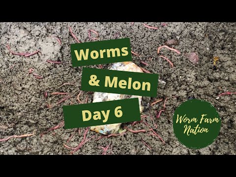 Worms Feeding on Melon Day 6