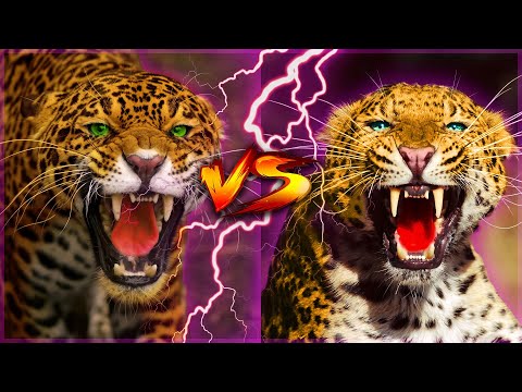 Onça Pintada Vs Leopardo - A Luta mais Disputada entre os Felinos.