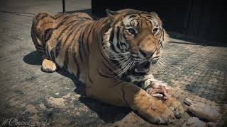 Download lagu Story wa macan putih versi kidung wahyu kolosebo mp3