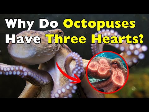 Why Octopuses Have Three Hearts And Why One Isn’t Enough