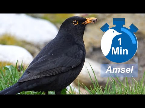 Ein Vogel, eine Minute - Amsel