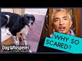 Cesar Millan How To Treat Terrified Dog Dog Whisperer