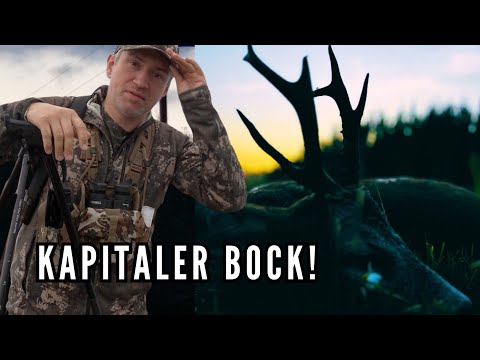 Rehbrunft 2024 - Jagd auf den Abnormen Bock