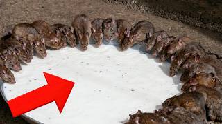 Place This By Your Door Tonight — Mice Will Never Come Back