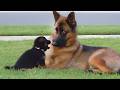 Dogs Being Dramatic When Meets New Friends For The First Time Funny Dog Videos 2025