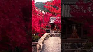 Download lagu Nature status || for snack video || mp3
