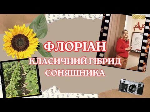 Флориан (105 дн) Экстра семена подсолнечника - фото 1 - id-p1122176113