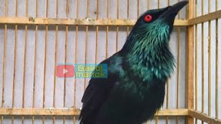 Download lagu Suara Cucak Keling memanggil teman AMPUH memancing jalak Keling bahan ikut bunyi mp3