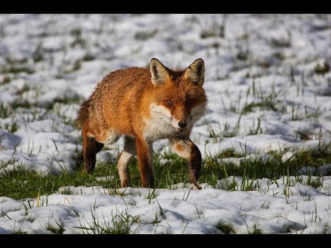Fuchs Fehe auf Beute suche