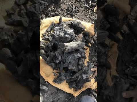 Root Charcoal