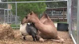Unlikely Animal Friends: Cletus the Camel and Cooper the Goat