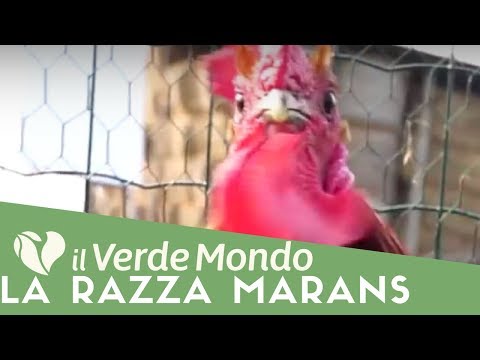 , title : 'La Razza Marans | Caratteristiche di questa razza avicola | Puntata 3'