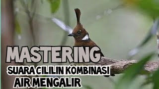 Download lagu MASTERAN MURAI BATU LOMBA PALING DICARI!! suara cililin kombinasi air mengalir mp3