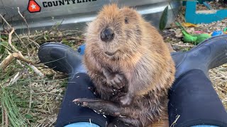 A busy day in beaver rescue!