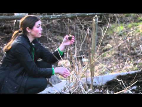 Jordärtskockor -så här odlar du egna i din trädgård!